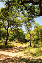 Cork oak forest in Arrabida Mountains
