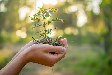 Las manos de una joven mujer con árbol que va a plantar. Concepto del día del medio ambiente....