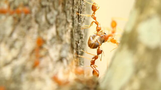 Ants biting pray on tree , out door Chiangmai Thailand