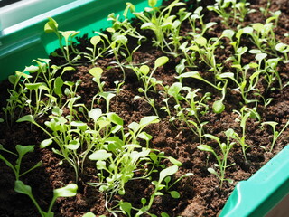 Close-up of green seedling growing out of soil