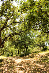Cork oak forest in Arrabida Mountains