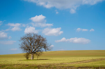 Lonely tree in an endless wheat field in spring