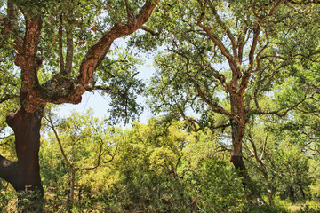 Cork oak forest in Arrabida Mountains