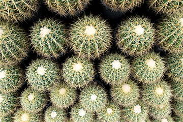 Green color cactus place as the layer background