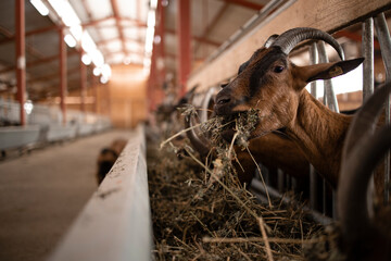 Close up view of hungry goat domestic animal eating food at farmhouse.