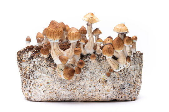 magic mushrooms growing