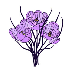 Plant flowers Crocus, Saffron. Vector stock illustration eps10. Hand drawing,  isolate on a white background.