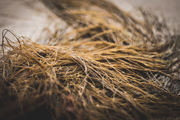 close up of seaweed