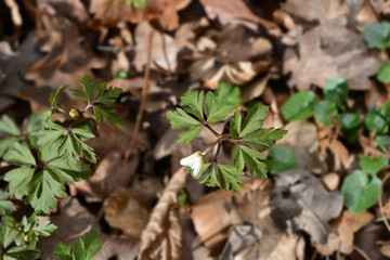 Wood anemone