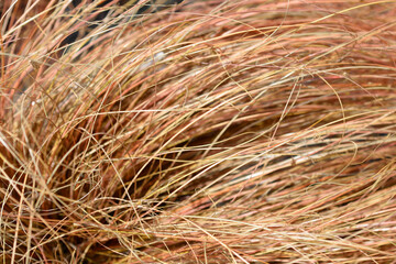Bronze New Zealand hair sedge