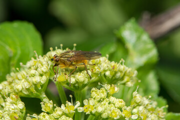 Yellow Dung Fly - Scathophaga stercoraria