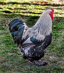 Fototapeta na wymiar Nice big rooster on the lawn
