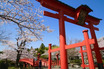 涼ケ岡八幡神社の桜（福島県・相馬市）