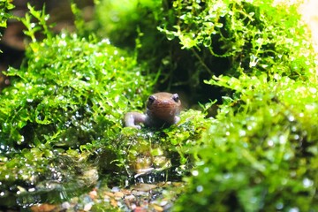 藻の中からこちらを見ている小さなイモリ