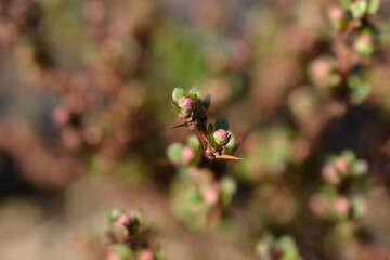 Japanese barberry Kobold