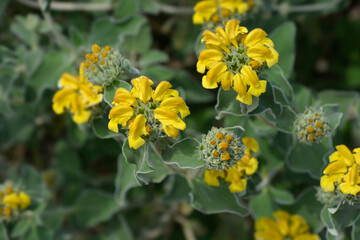Jerusalem sage