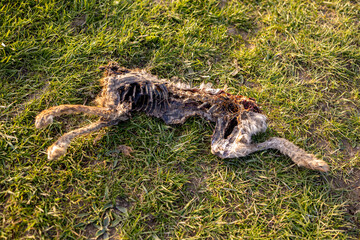 Corpse of a decapitated mare with spine and paws showing and missing head lying in floodplain meadow lit up by golden sunset light found after high rise water receded