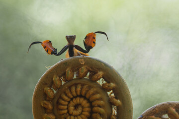Astyliasula phyllopus on nature place