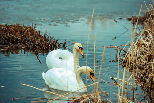 swan in the nest, swan on the lake, swan, bird, water, lake, white, nature, river, animal, swans, birds, wildlife, pond, beak