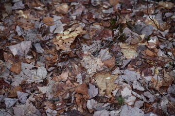 Fallen Leaves Texture