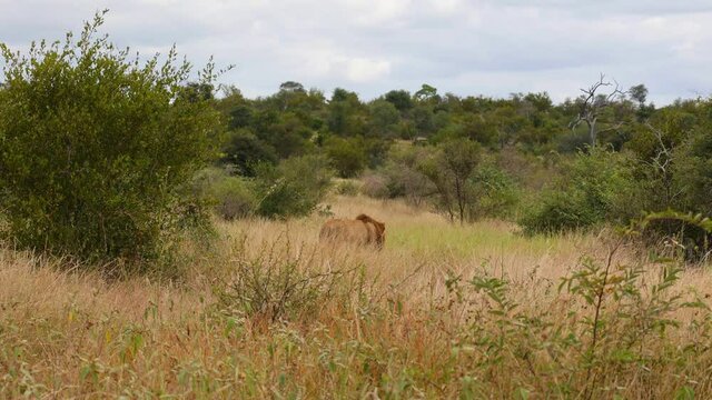 The male lion walking away into the bush