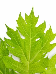 green papaya leaf