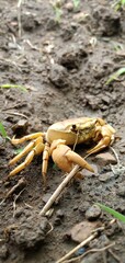 Yellow crab