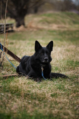 A charming beautiful purebred adult dog with a gray muzzle guards and watches. Black German Shepherd lies in the green grass and stares intently ahead.
