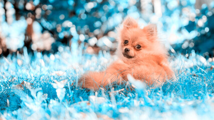 portrait of a pomeranian spitz playing on the grass in the garden on a summer sunny day
