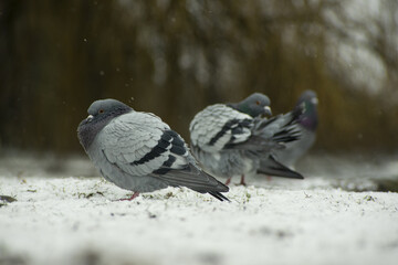 Group of pigeons outdoors during snowfall
