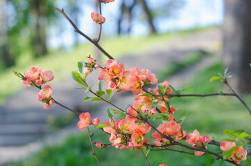 Japanese quince in bloom background. Red flower blossom
