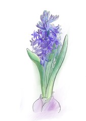 Graphic drawing in the color of a lilac hyacinth flower with a bulb on a white background, in soft pastel colors with soft lighting.