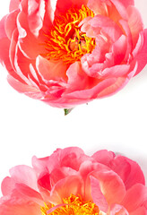 Fresh beautiful coral peony flower close up on the white background