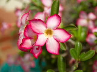 Fototapeta na wymiar Impala Lily or Desert Rose or Mock Azalea, beautiful pink flower in garden.
