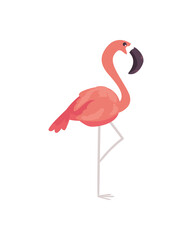 Pink famingo bird