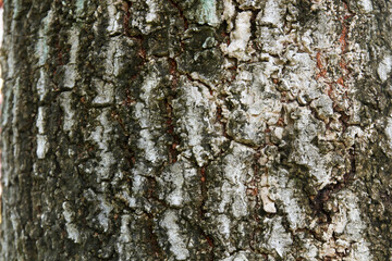 The texture of the Tree bark background