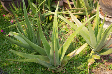 Aloe vera is a very useful herbal medicine