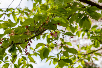 Fototapeta na wymiar 林業試験場樹木公園の河津桜は葉っぱの時期を迎えました