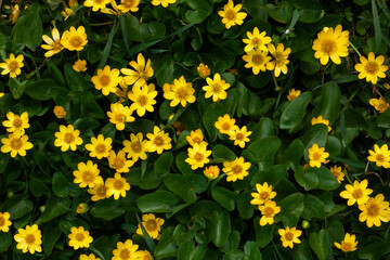 Yellow flowers in the garden. Lesser celandine
