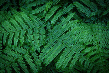 Green fern bright background with dark vignette