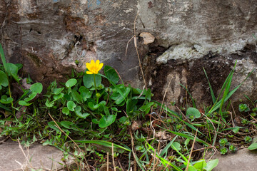 Yellow flower near the stone wall. Lesser celandine