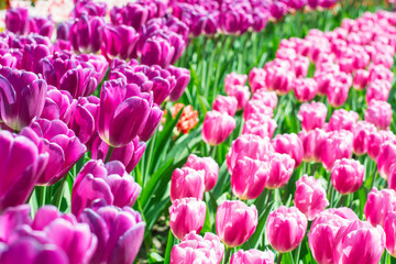 Beautiful field of purple and pink tulips in the sunlight. Keukenhof gardens with purple and pink tulips in the spring