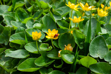 Coccinellidae on the yellow flower.  Lesser celandine.