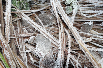 Pflanzen mit Raureif