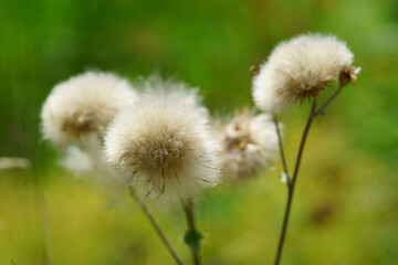 Pusteblume löwenzahn