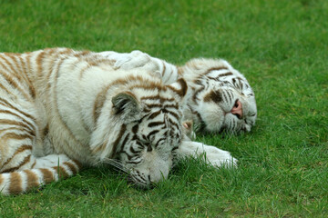 Fototapeta na wymiar White tigers resting on grass