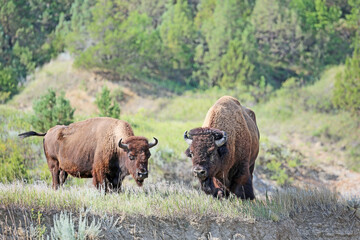 Buffalo couple, North Dakota