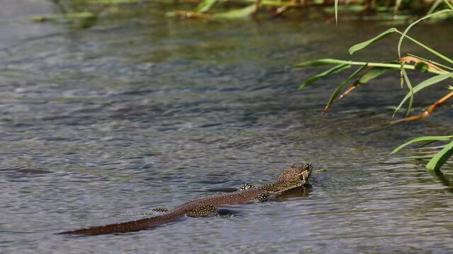 Water monitor lizard swimming in the water