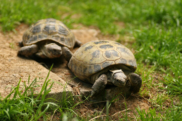 Turtles on the grass