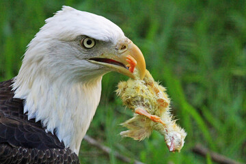 Bald eagle with dead nestling - Florida